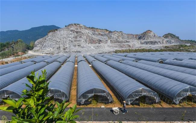 富陽區(qū)淥渚鎮(zhèn)大棚種植基地